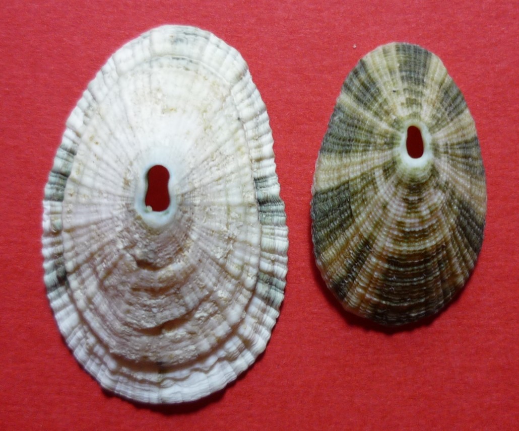 Diodora italica